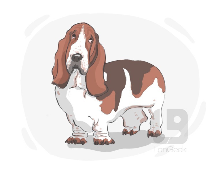 basset hound definition and meaning