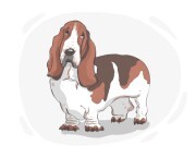 Basset