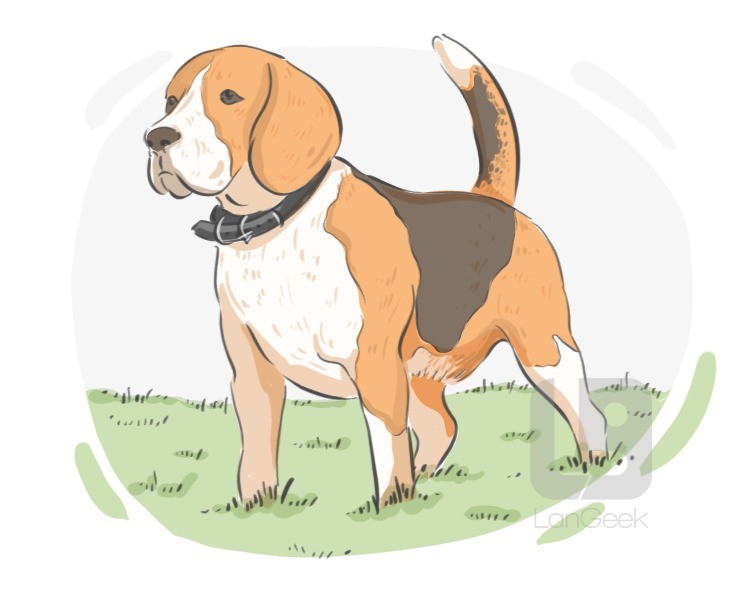 Beagle definition and meaning