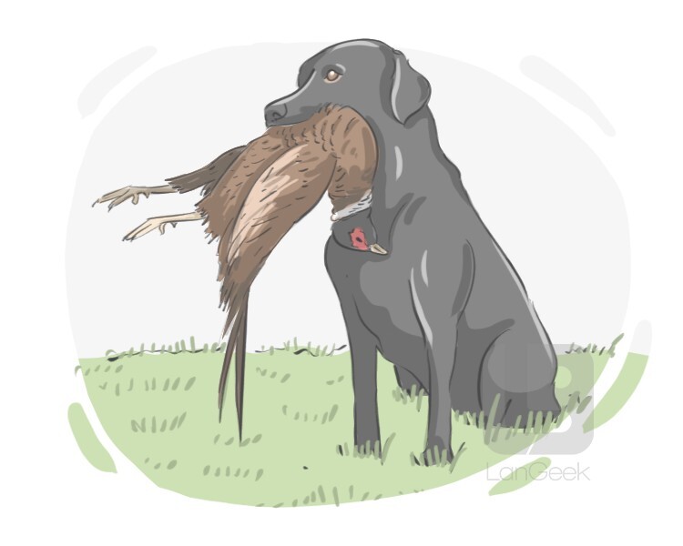 definition-meaning-of-bird-dog-langeek