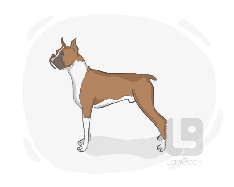 Boxer definition and meaning