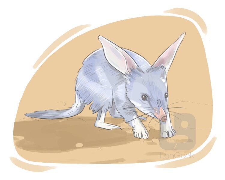 bilby definition and meaning