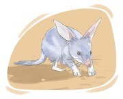 bilby
