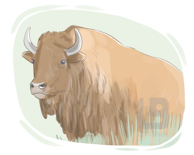Definition meaning of bison langeek