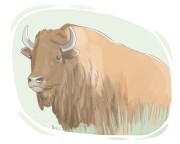bison