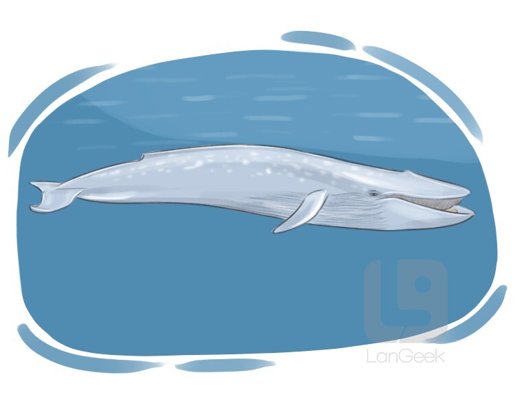 Definition & Meaning of "Blue whale" | LanGeek