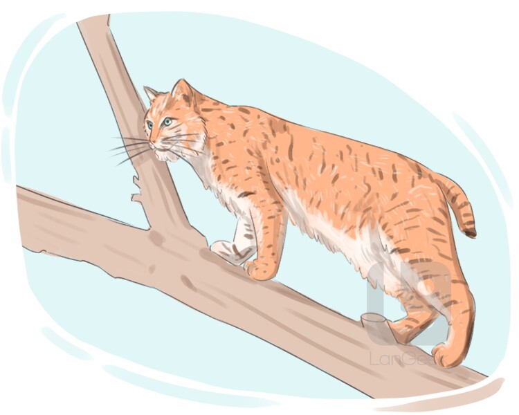 Definition & Meaning of "Bobcat" LanGeek