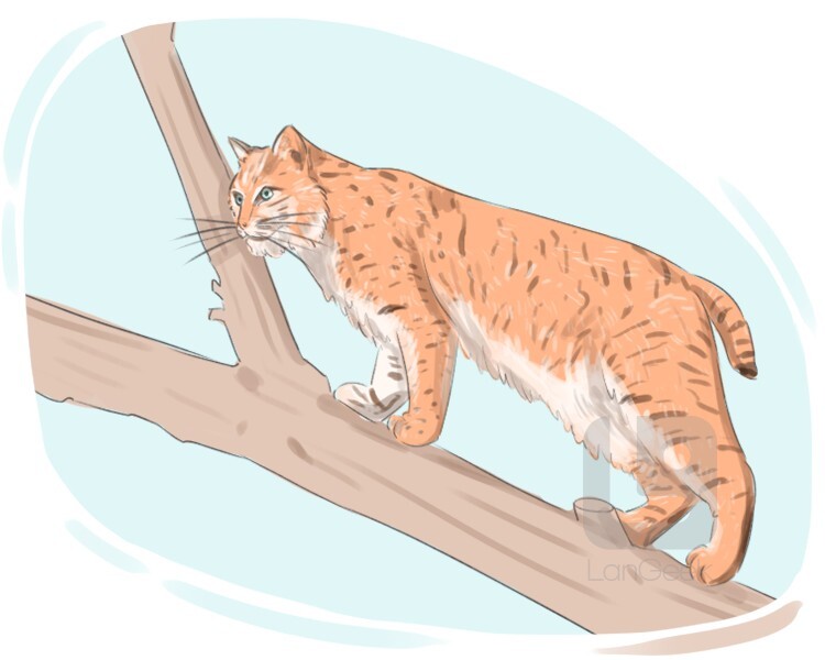 bobcat definition and meaning