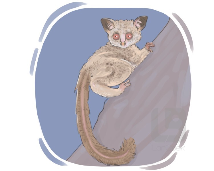 Definition & Meaning of "Bush baby" LanGeek