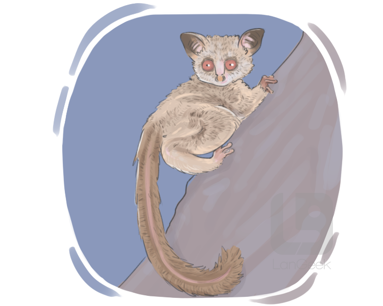 bush baby definition and meaning