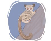 bushbaby
