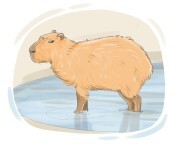 capybara