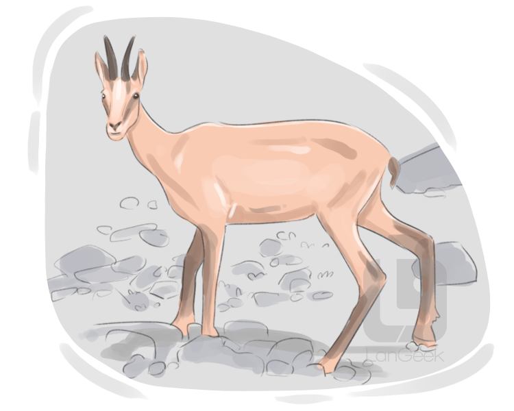 chamois definition and meaning