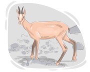 chamois