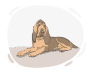 Bloodhound