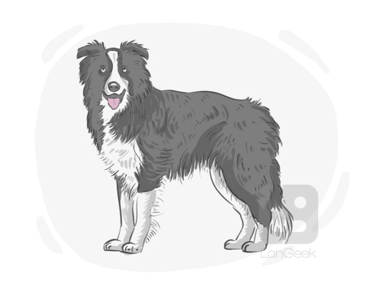Border Collie definition and meaning