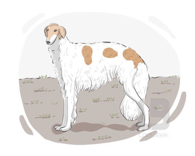 Borzoi definition and meaning