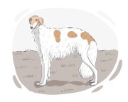 Borzoi