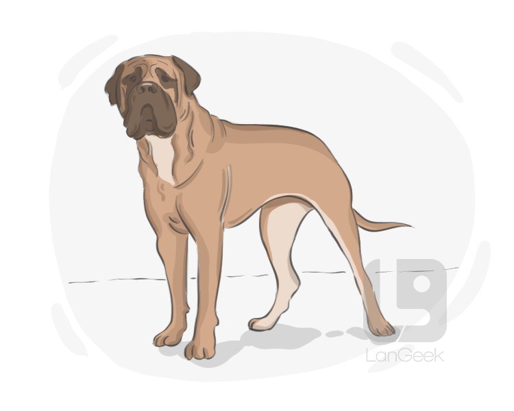 Bull Mastiff definition and meaning