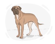 Bull Mastiff