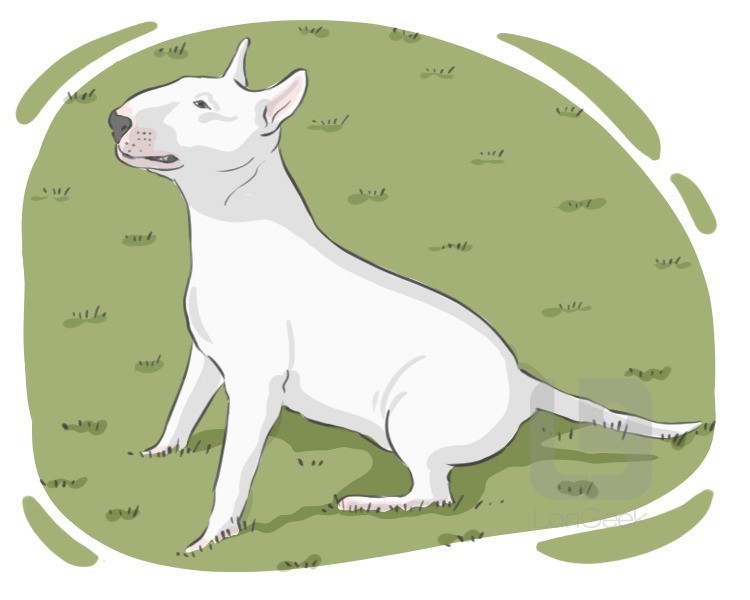 Bull Terrier definition and meaning