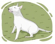 Bull Terrier