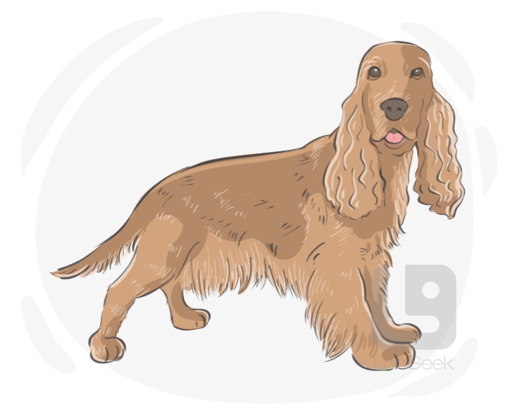 English Cocker Spaniel definition and meaning