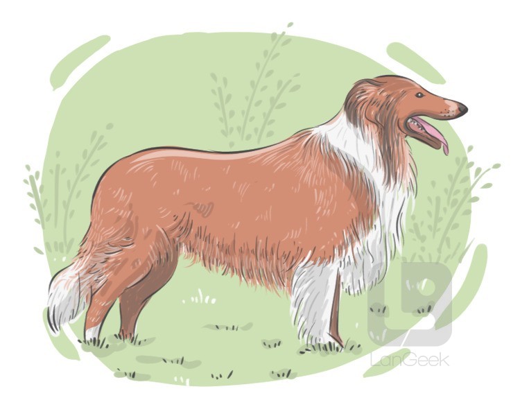 Collie definition and meaning