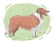 Collie