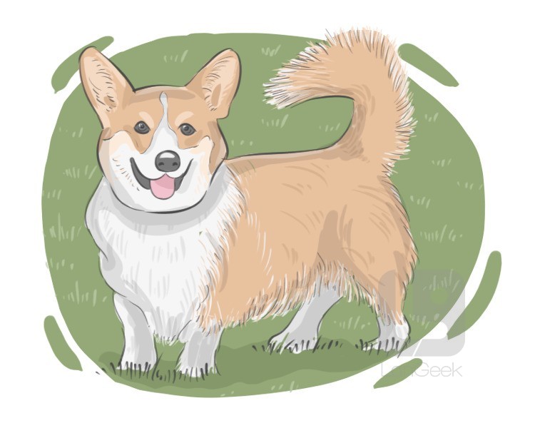 Corgi definition and meaning