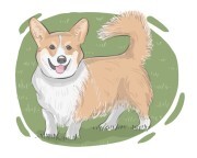 Corgi