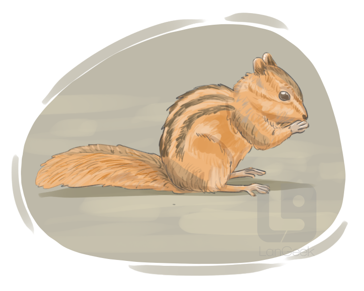 chipmunk definition and meaning