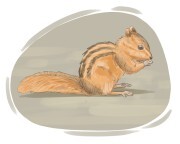 chipmunk