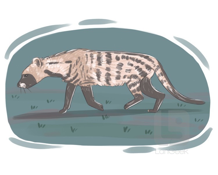 civet definition and meaning