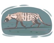 civet