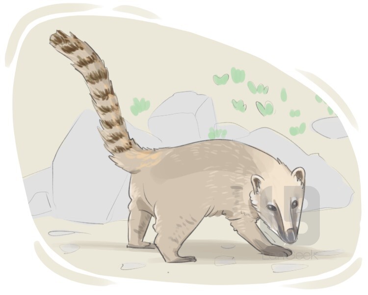 coatimundi definition and meaning