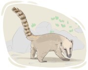 coati
