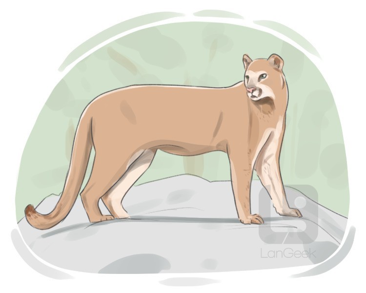 cougar definition and meaning