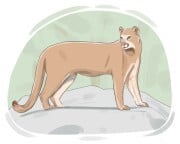 cougar