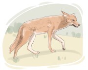 coyote