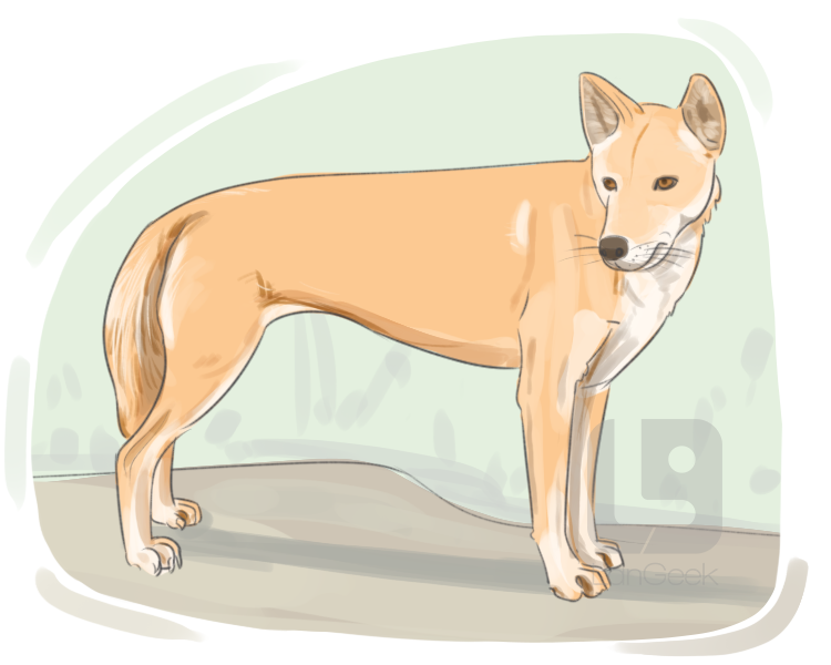 dingo definition and meaning
