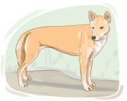 dingo
