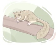 dormouse