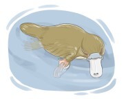 platypus