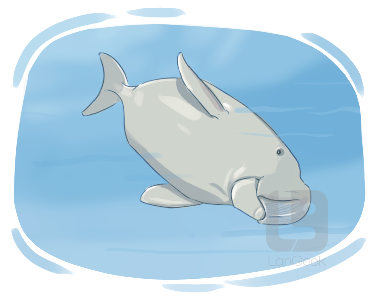 dugong definition and meaning