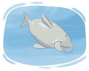 dugong