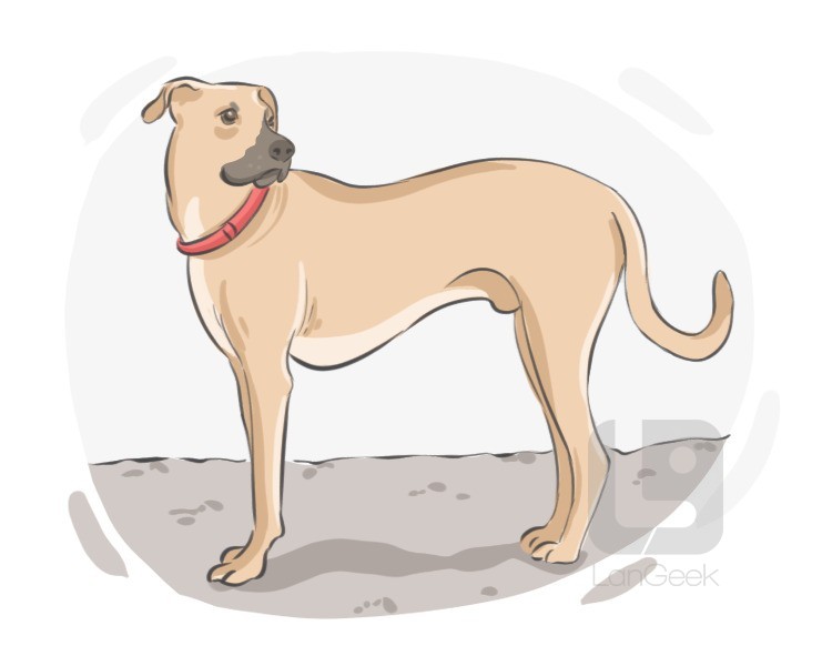 mutt definition and meaning