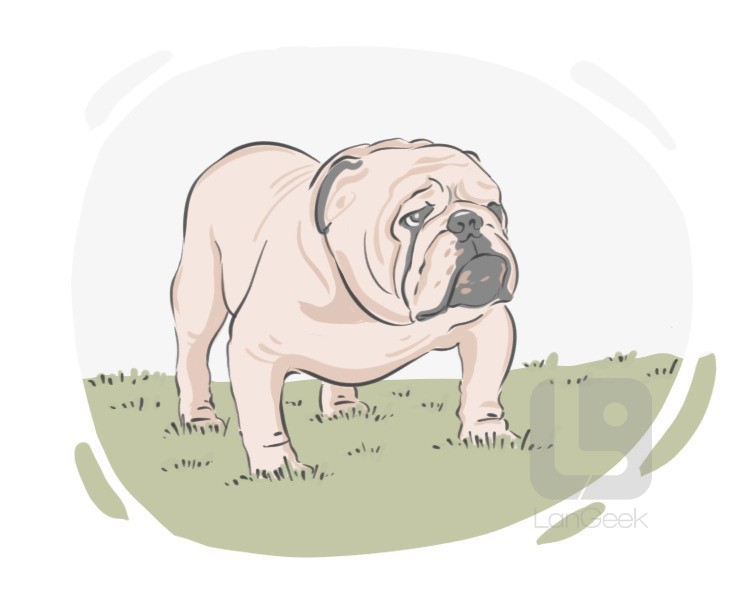 english bulldog definition and meaning