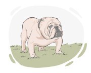 Bulldog