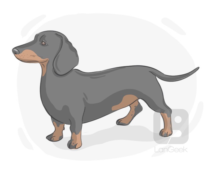 Dachshund definition and meaning